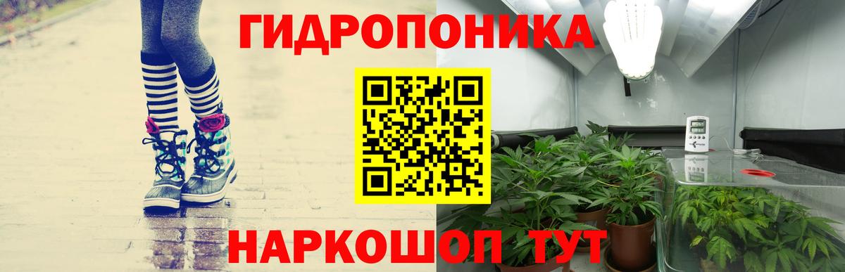 Канабис сатива Узловая